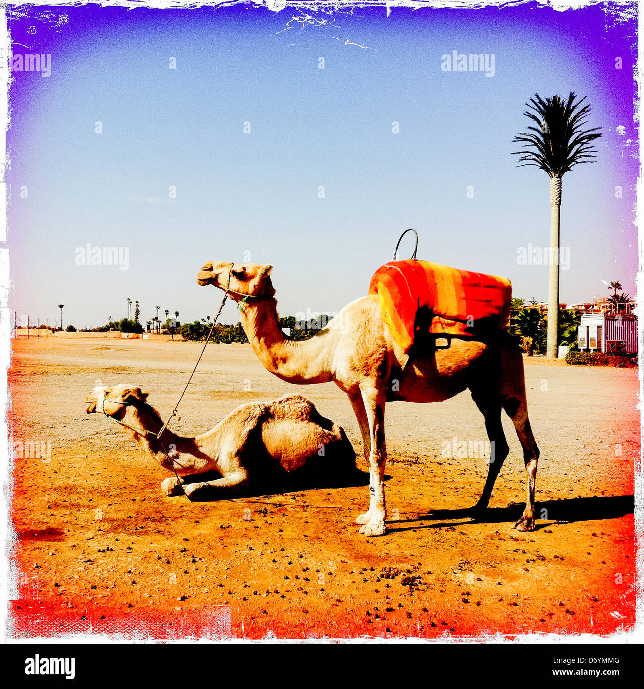 Distressed photograph of camels in desert landscape, Marrakech, Morocco - Smartphone Captured Stock Image