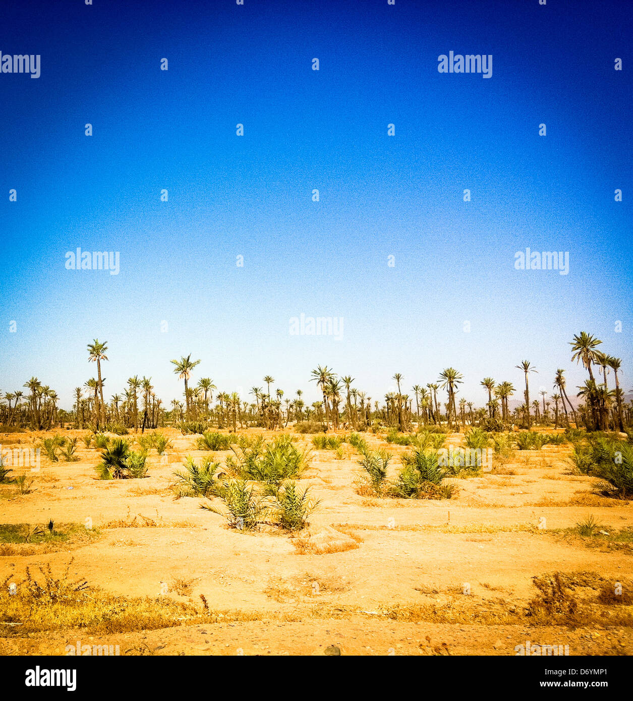 Trees and plants in desert landscape, Marrakech, Morocco - Smartphone Captured Stock Image