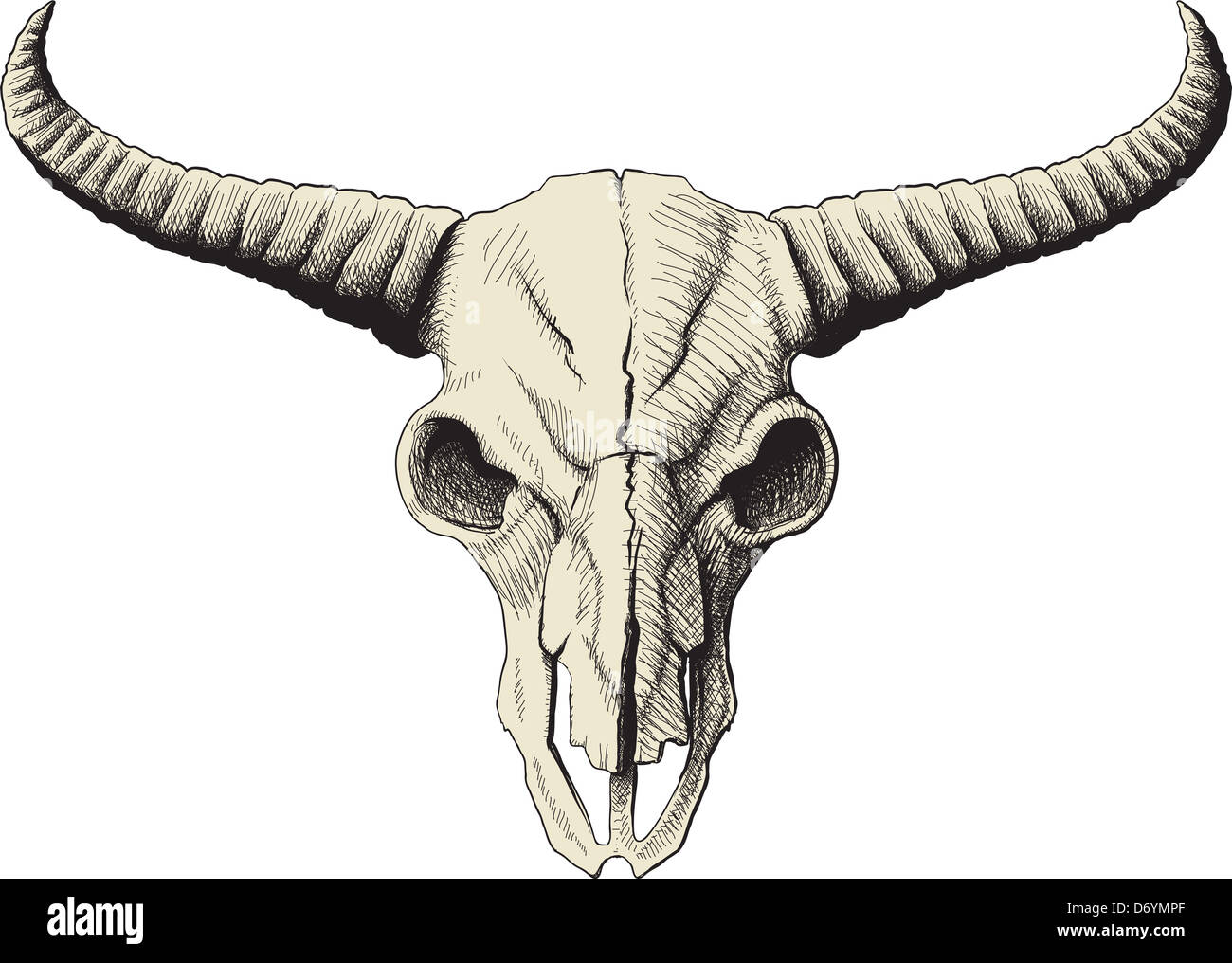 buffalo skull Stock Photo