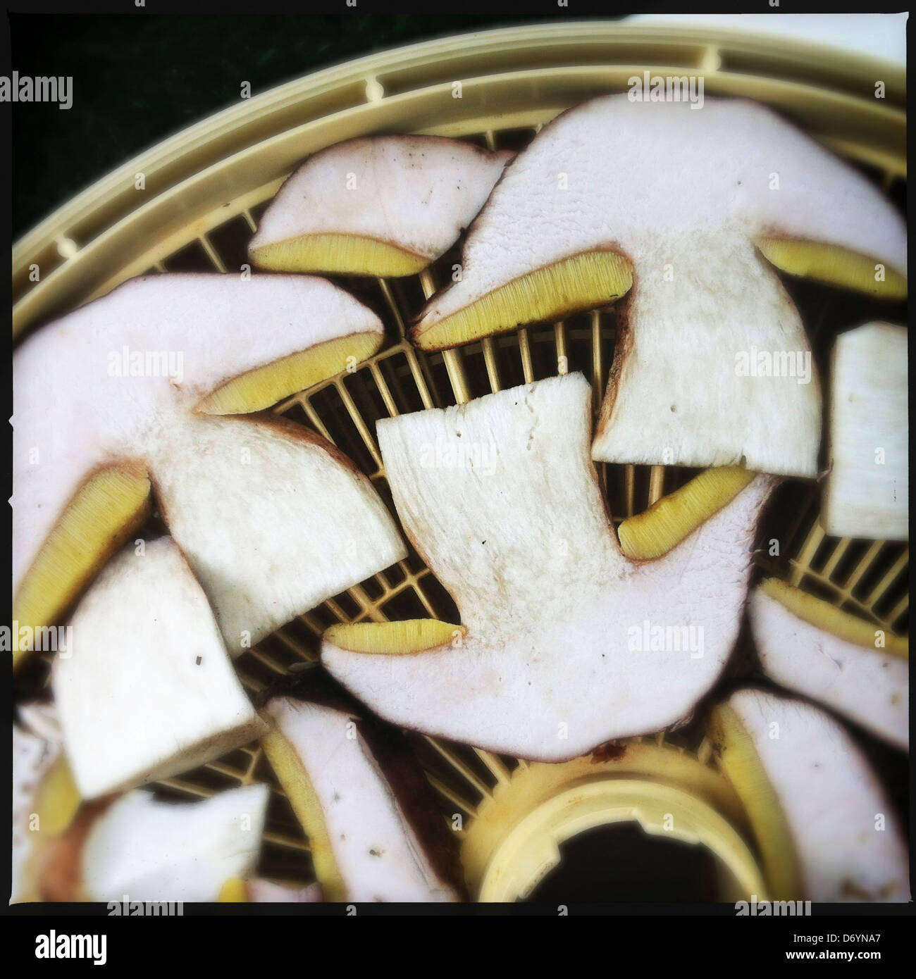 Close up of sliced mushrooms in steamer - Smartphone Captured Stock Image