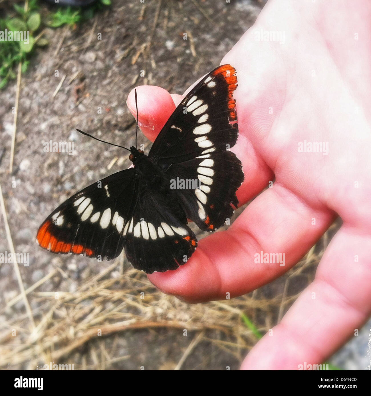 Close up of butterfly perched in hand - Smartphone Captured Stock Image