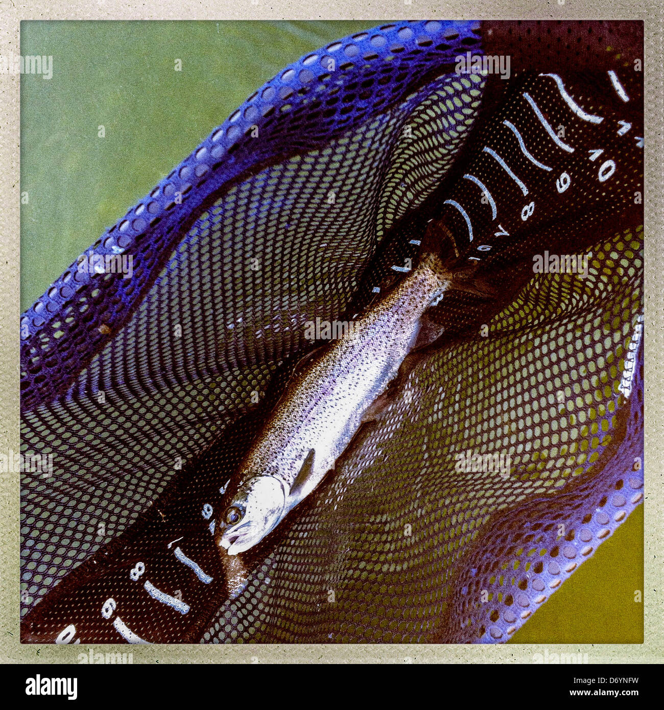 Freshly caught fish in net - Smartphone Captured Stock Image