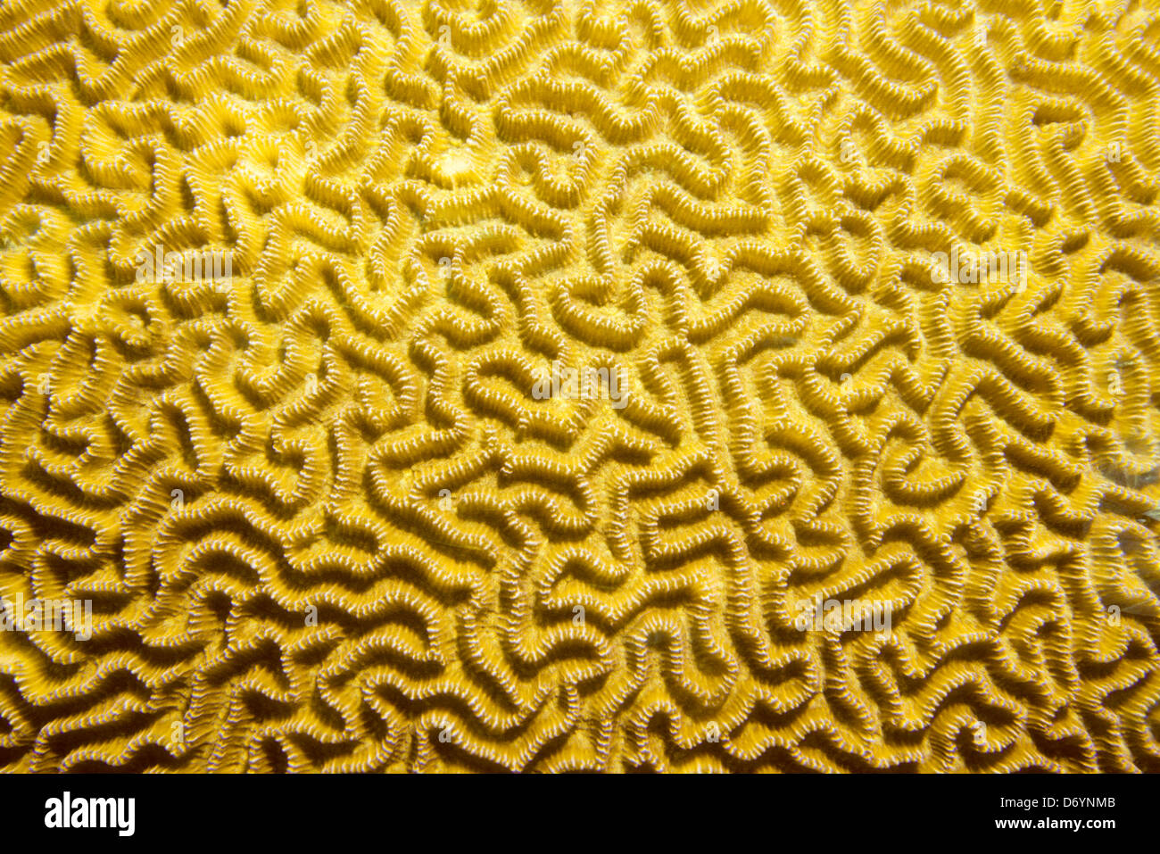 Blue Coral Seas,Underwater Photography,Maldives Oct 1989 Underwater Slide Conversions,Maldivian