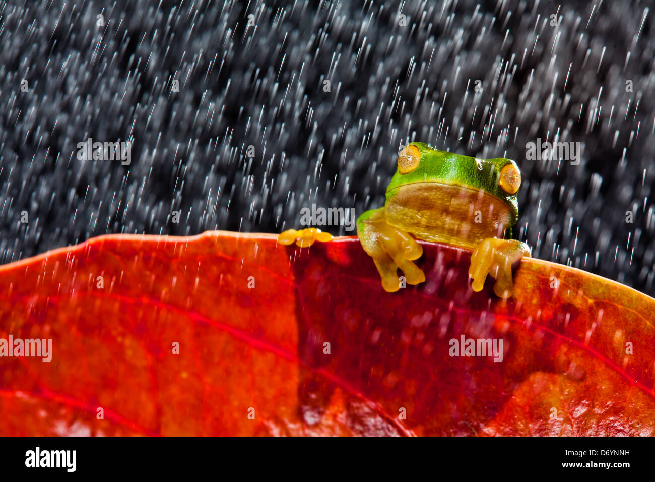 Little green tree frog sitting on red leaf in rain Stock Photo