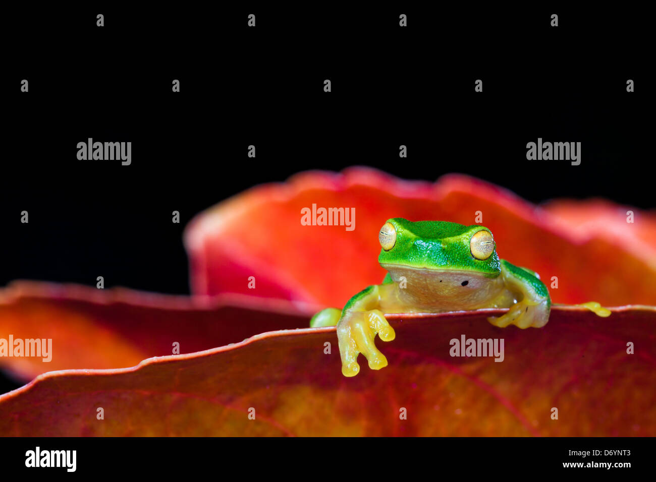 Little green tree frog sitting on red leaf on black background Stock Photo