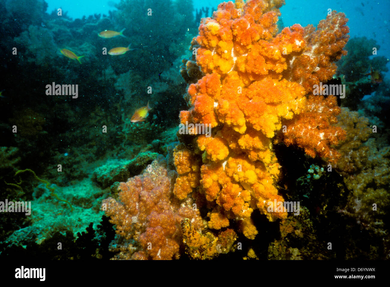Blue Coral Seas,Underwater Photography,Maldives Oct 1989 Underwater Slide Conversions,Maldivian