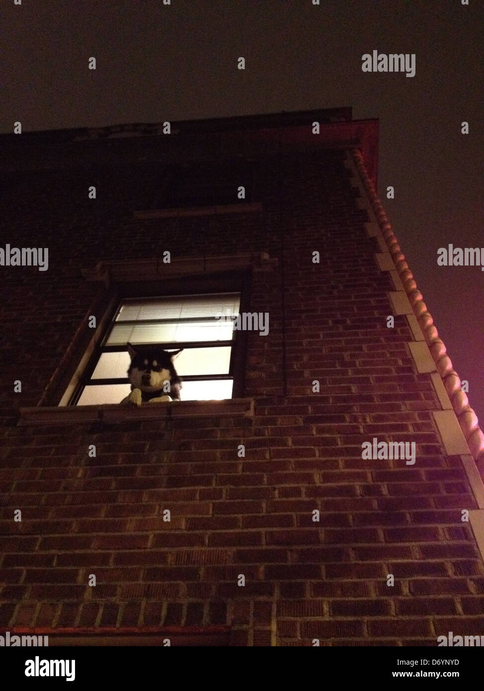 Dog peering out apartment window - Smartphone Captured Stock Image