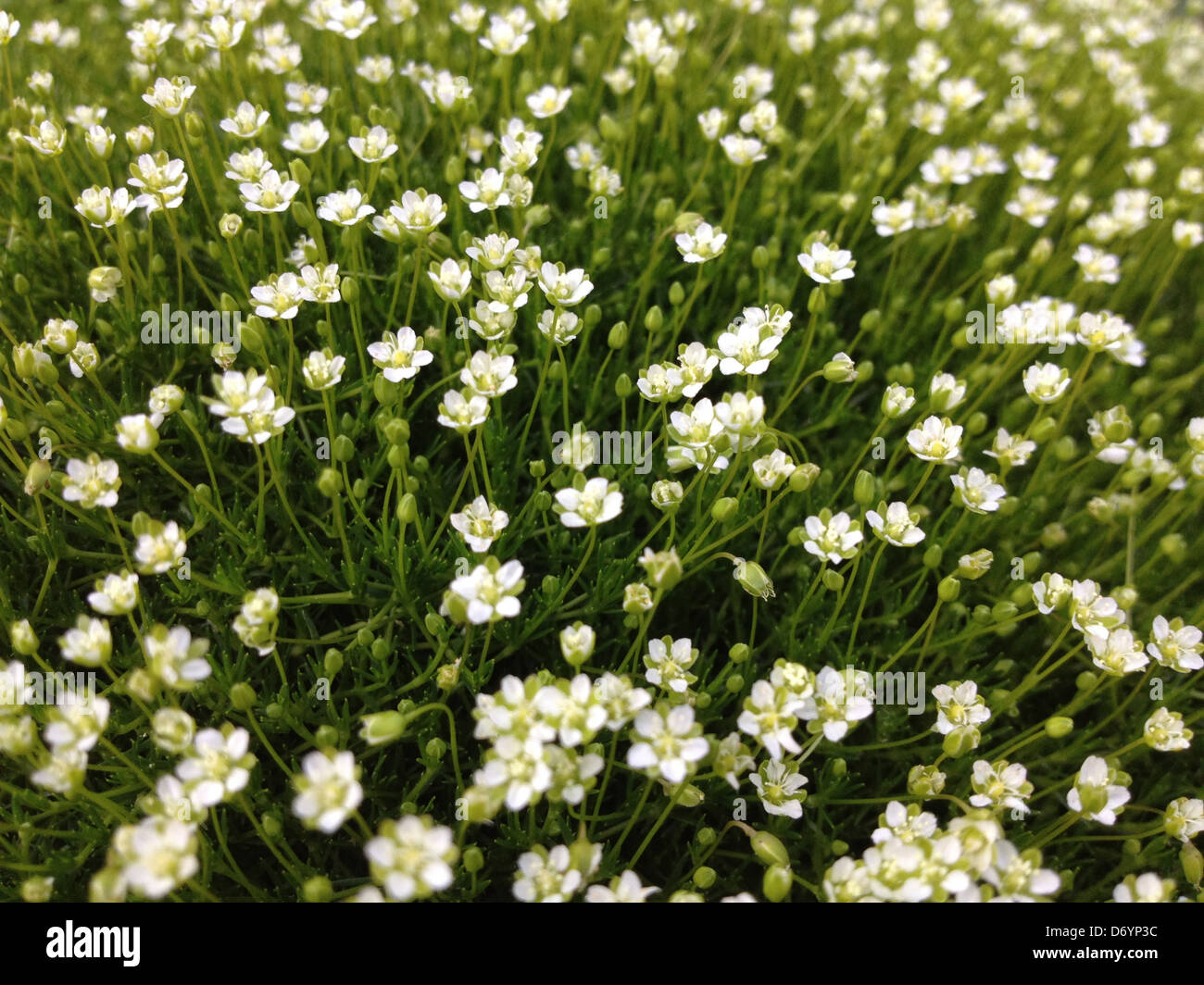 Close up of patch of white flowers - Smartphone Captured Stock Image