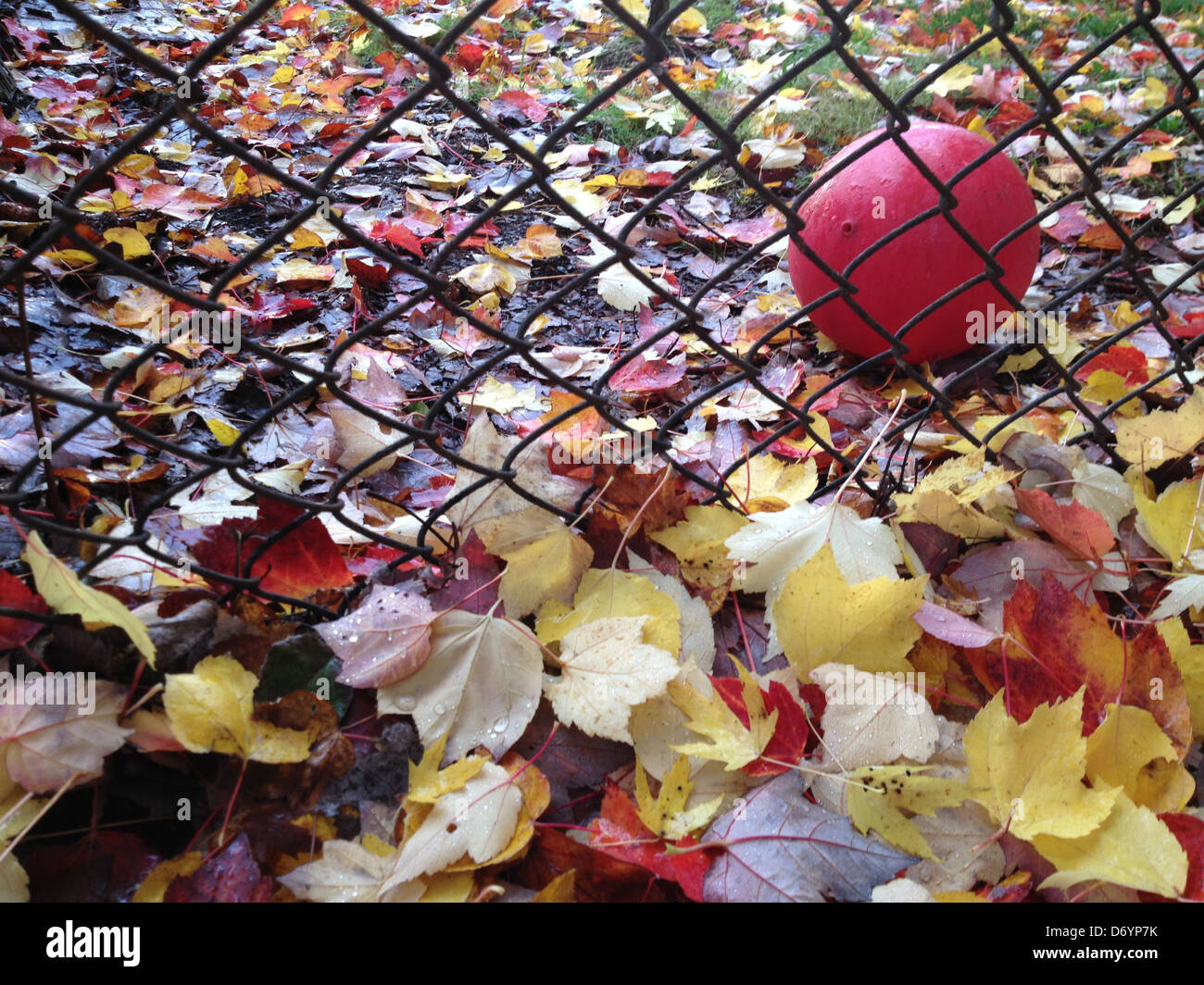Autumn leaves, chain link fence and rubber ball - Smartphone Captured Stock Image