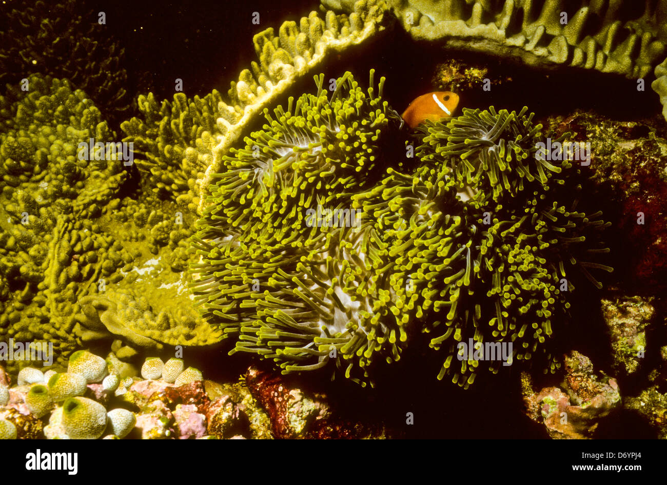 Blue Coral Seas,Underwater Photography,Maldives Oct 1989 Underwater Slide Conversions,Maldivian