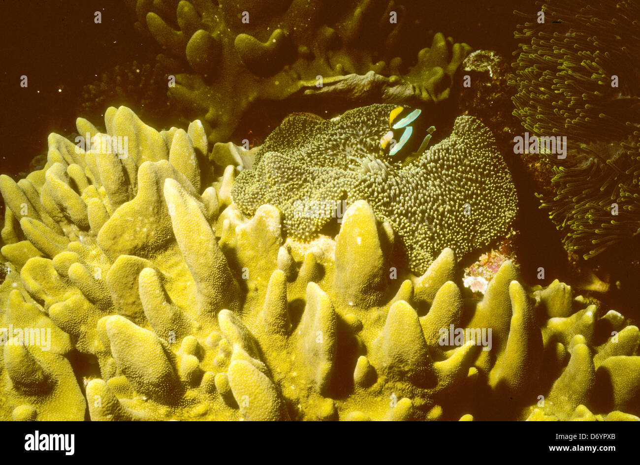 Blue Coral Seas,Underwater Photography,Maldives Oct 1989 Underwater Slide Conversions,Maldivian