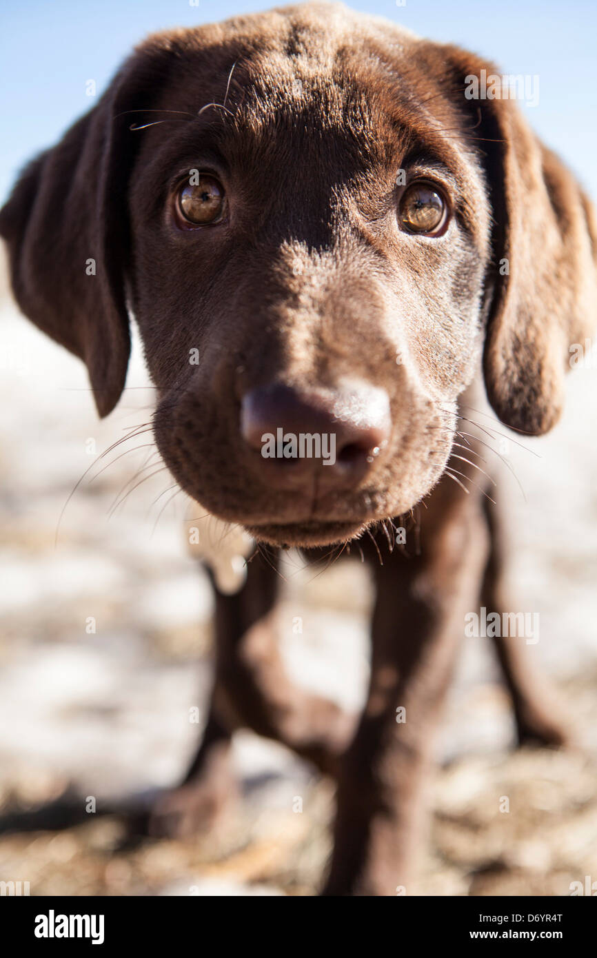 Chocolate Labrador puppy playing outdoors Stock Photo Alamy