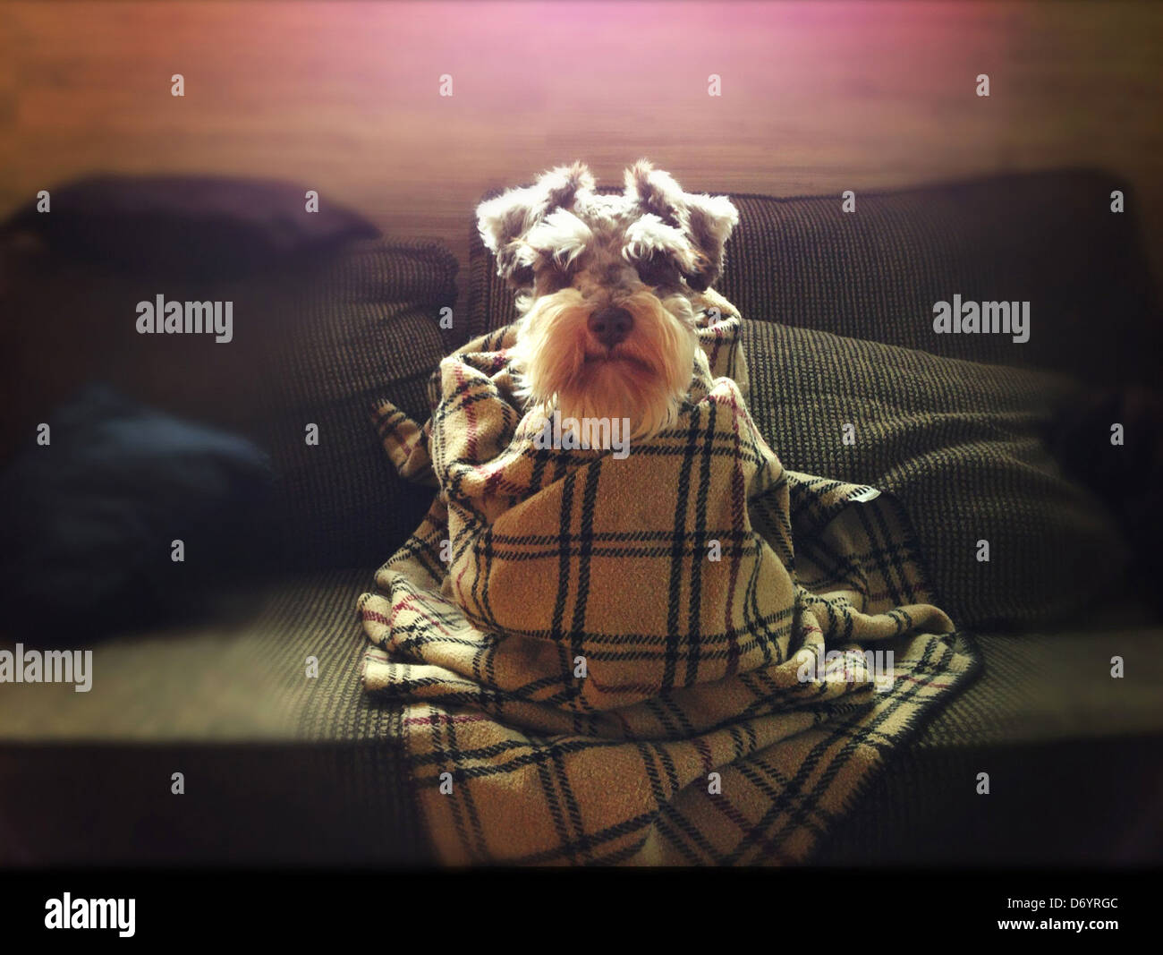 Dog wrapped in blanket on sofa Stock Photo
