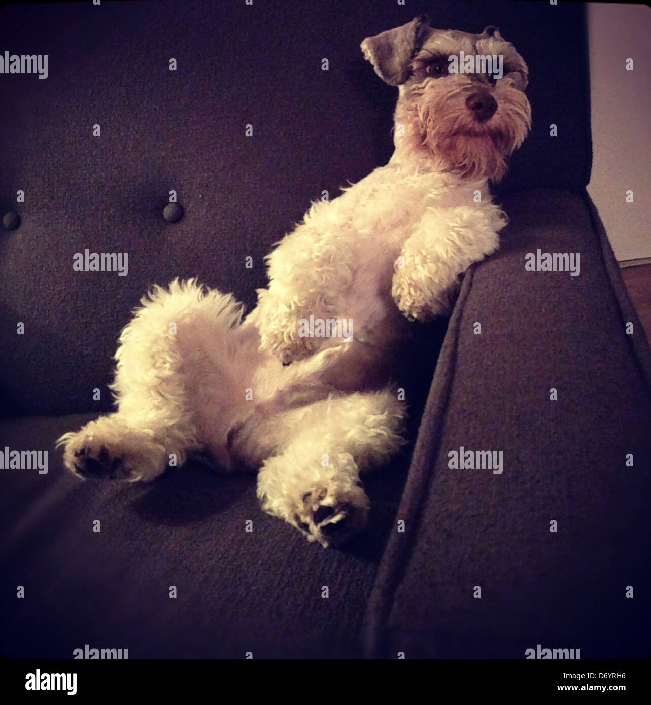 Dog reclining on sofa Stock Photo - Alamy