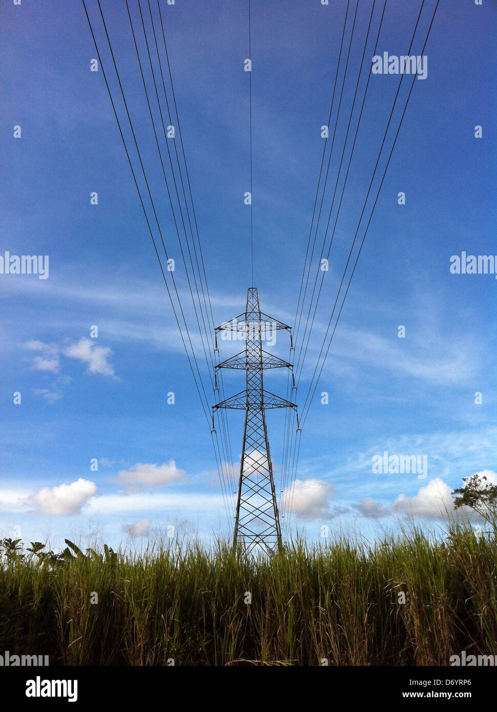 Power line over tall grass in rural landscape Stock Photo
