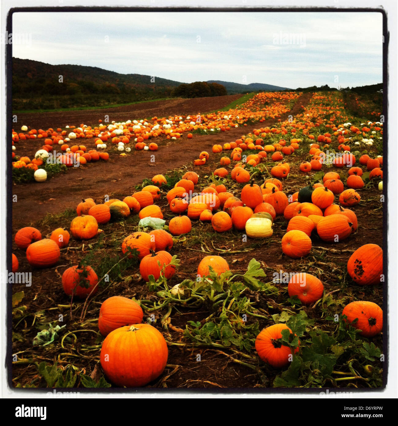Pumpkins growing in patch - Smartphone Captured Stock Image