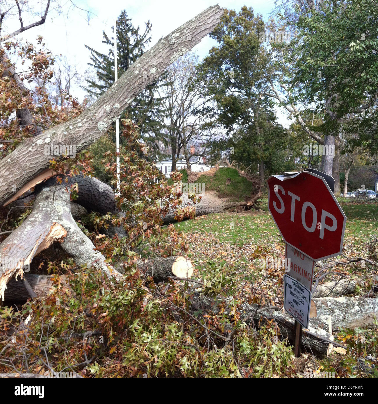 Dilapidated ,'stop' sign and fallen tree - Smartphone Captured Stock Image