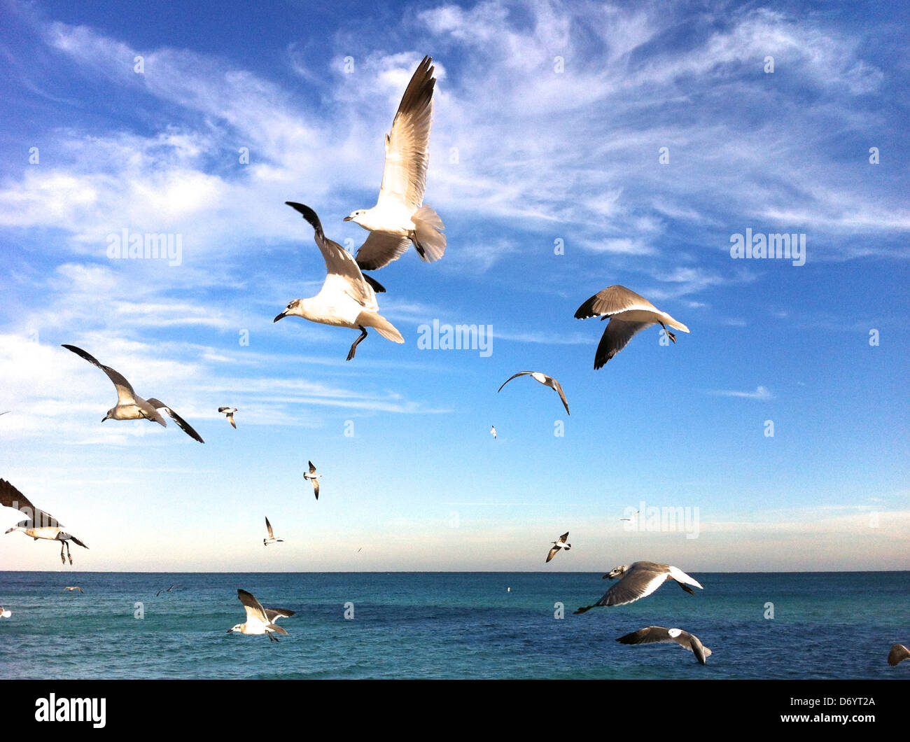 Birds flying on beach - Smartphone Captured Stock Image