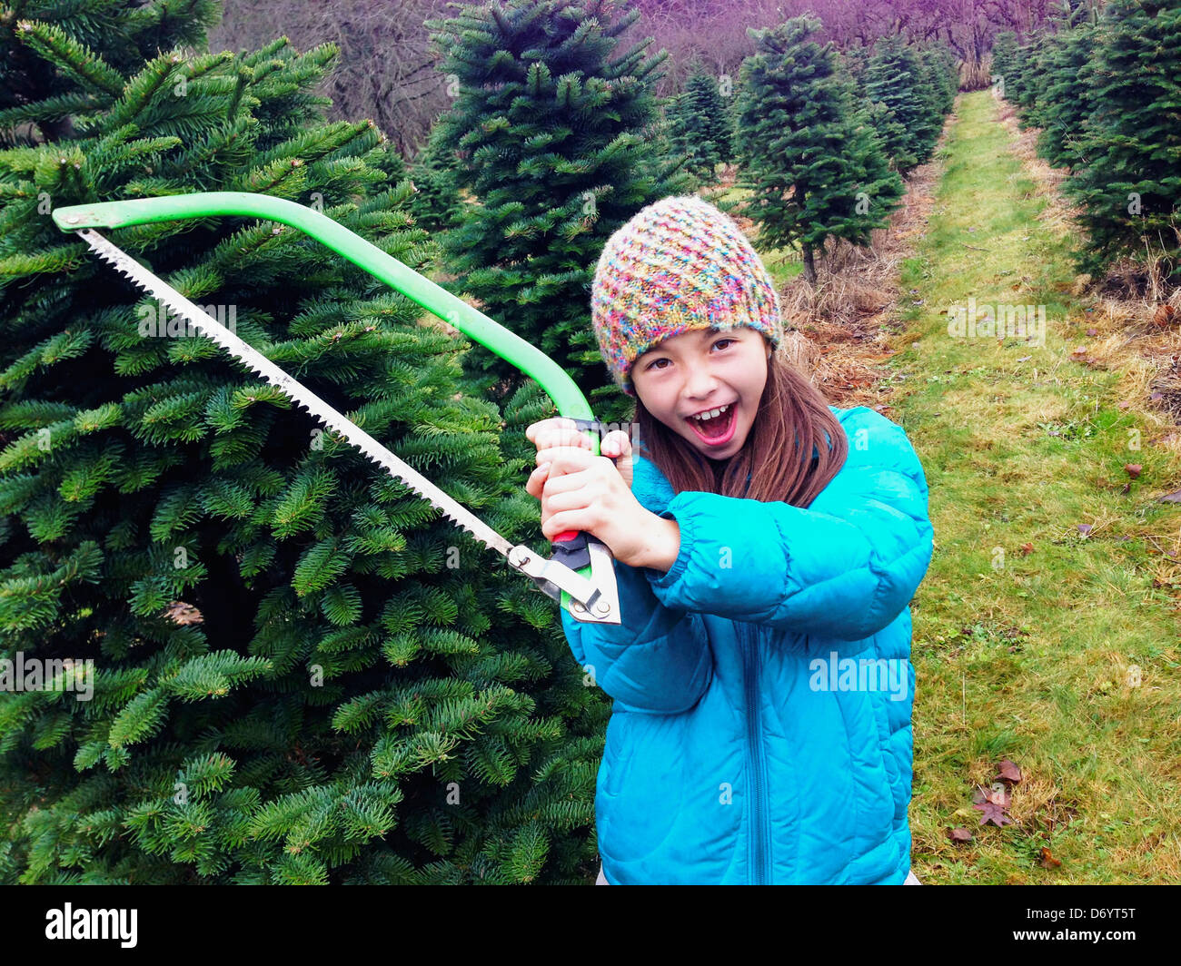 Mixed race girl holding saw in Christmas tree patch - Smartphone Captured Stock Image