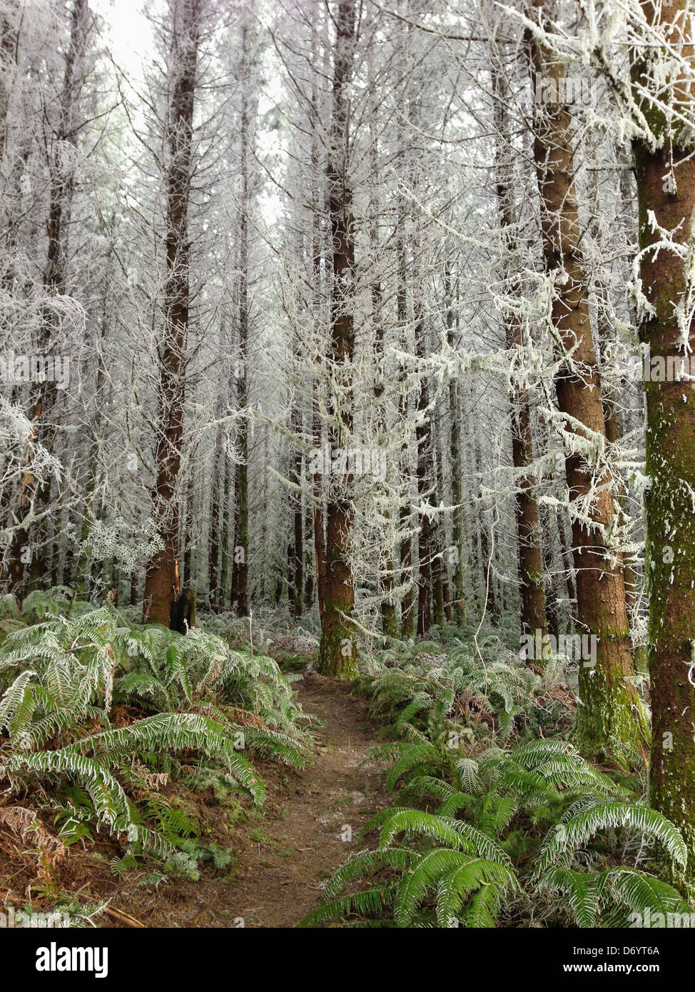 White branches on trees in forest Stock Photo Alamy