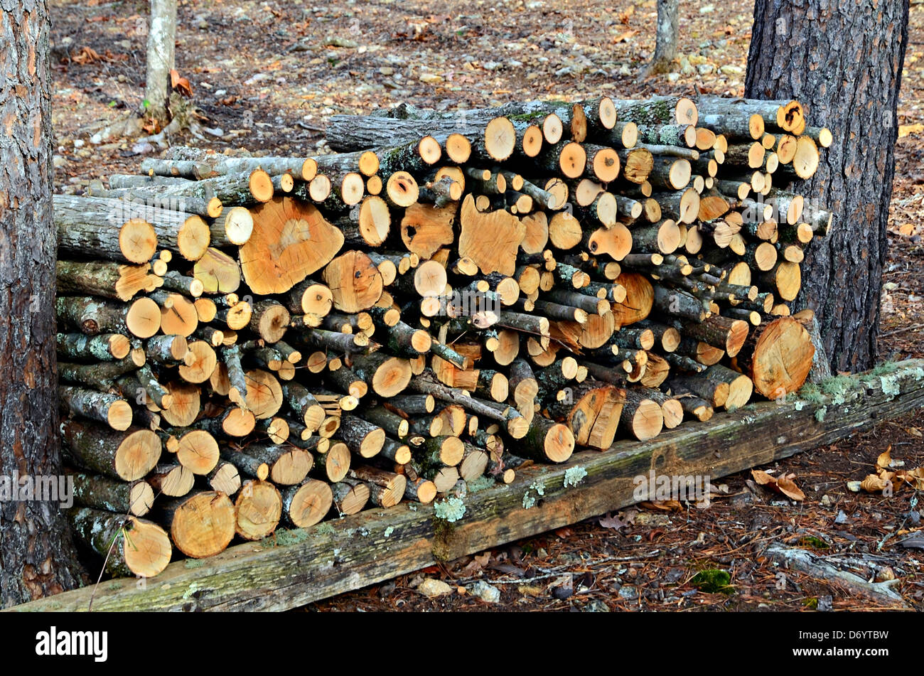 Firewood that was cut and stacked between two pine trees Stock Photo