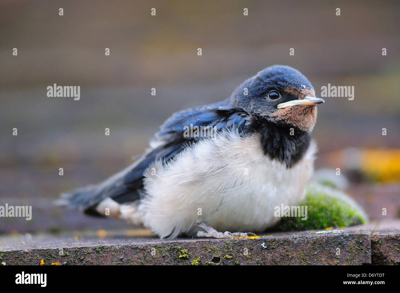 A swallow fledgling at rest Stock Photo