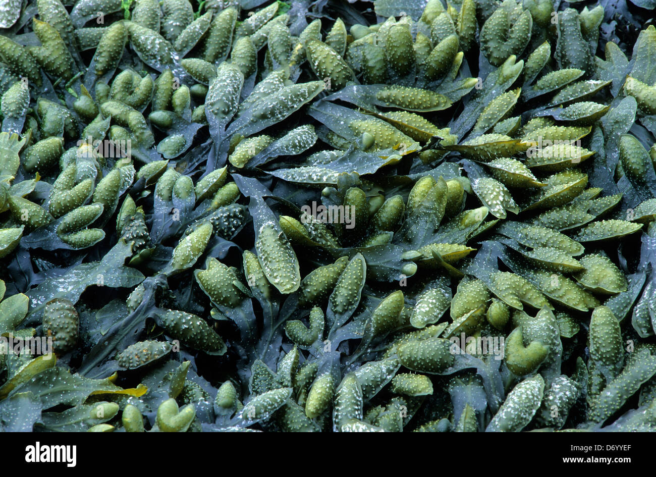 Seaweed spiral wrack Stock Photo