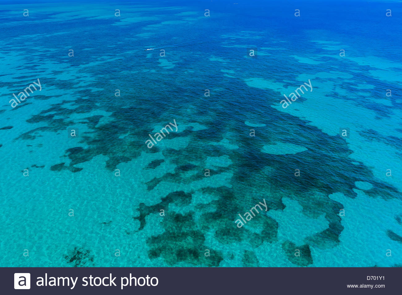 Coral Reefs Florida Keys Stock Photos & Coral Reefs Florida Keys Stock