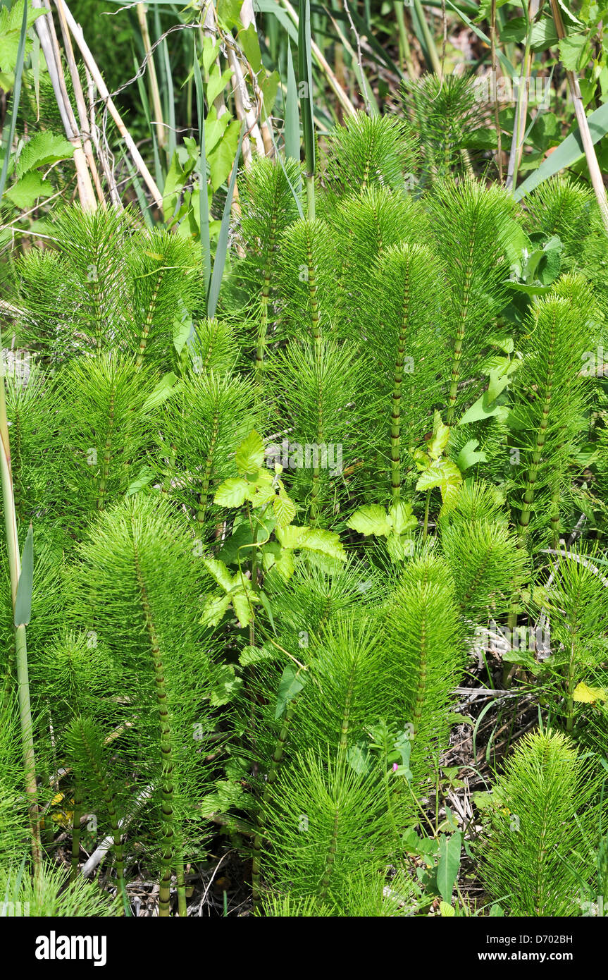Horsetail plants (Equisetum sp.). Photographed in Israel, Upper Galilee, Hazbani River in April Stock Photo