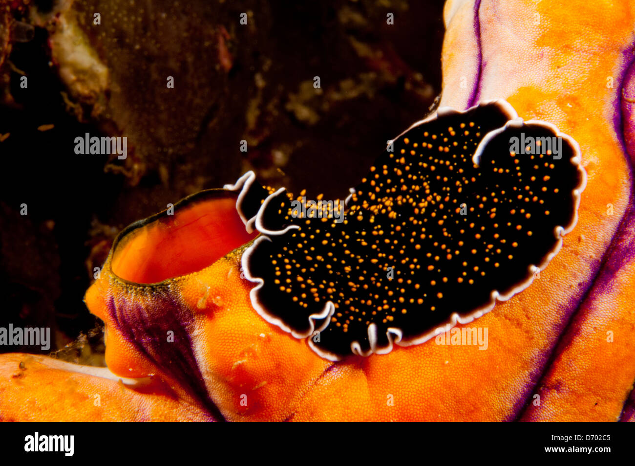 A black and yellow dotted flatworm crawls across a tunicate on the reef Stock Photo