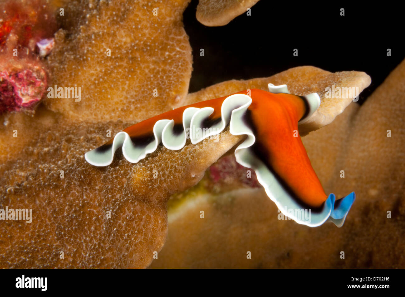 A flatworm crawls over a coral reef Stock Photo