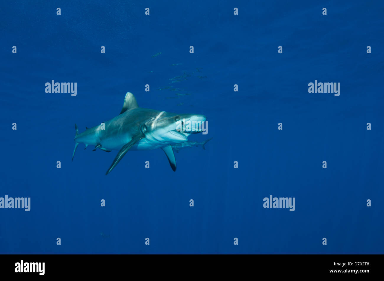 A Pacific grey reef sharks swims near the surface to eat small fish