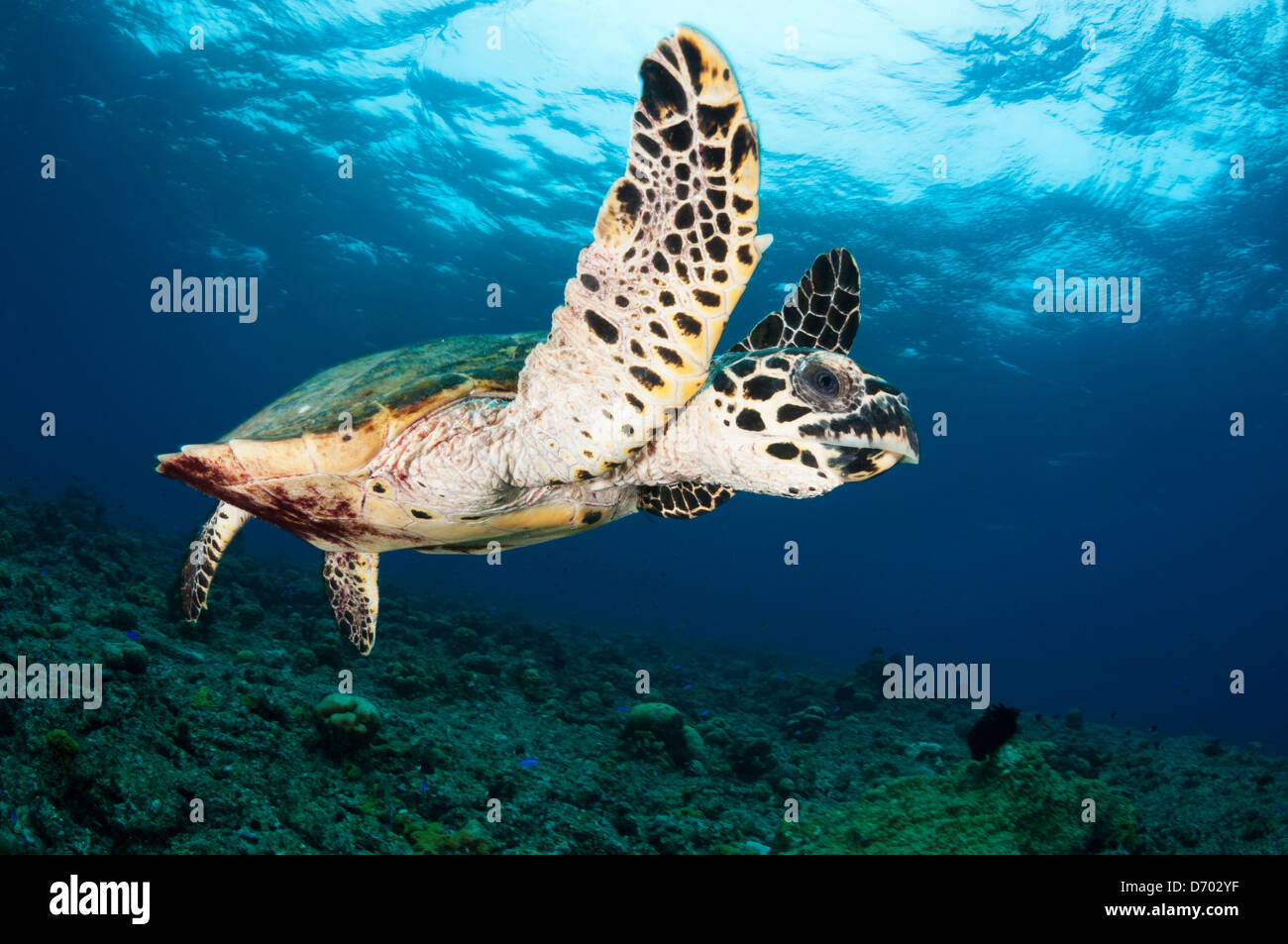 A critically endangered hawksbill turtle swims over the reef Stock Photo