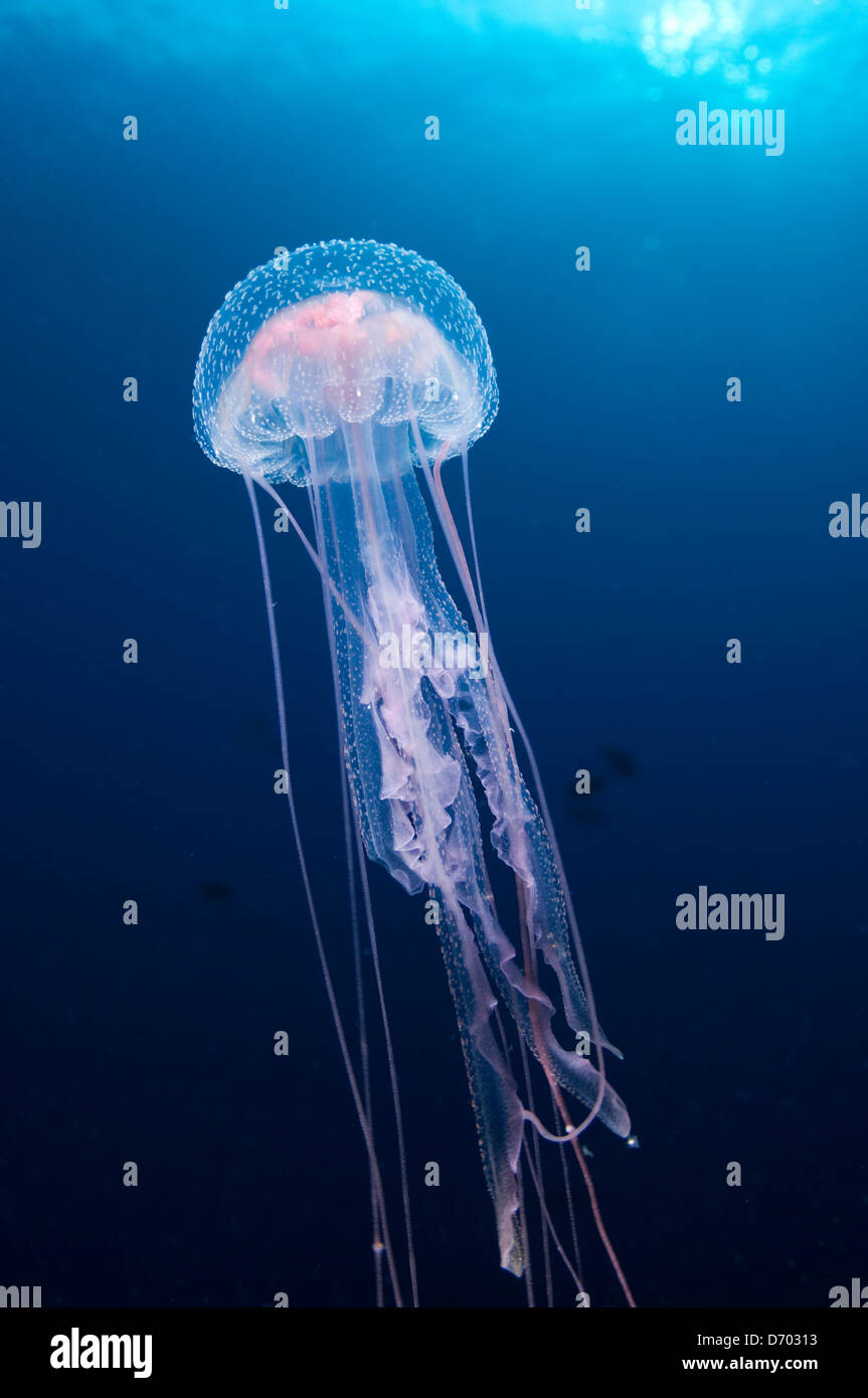 A pacific jellyfish swimming near the surface Stock Photo