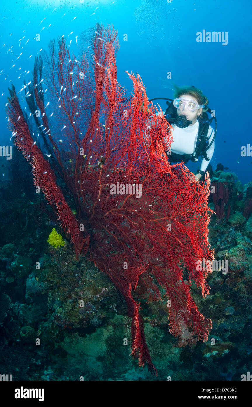 A female scuba diver hovers next to a bright red sea fan with small fish. Stock Photo
