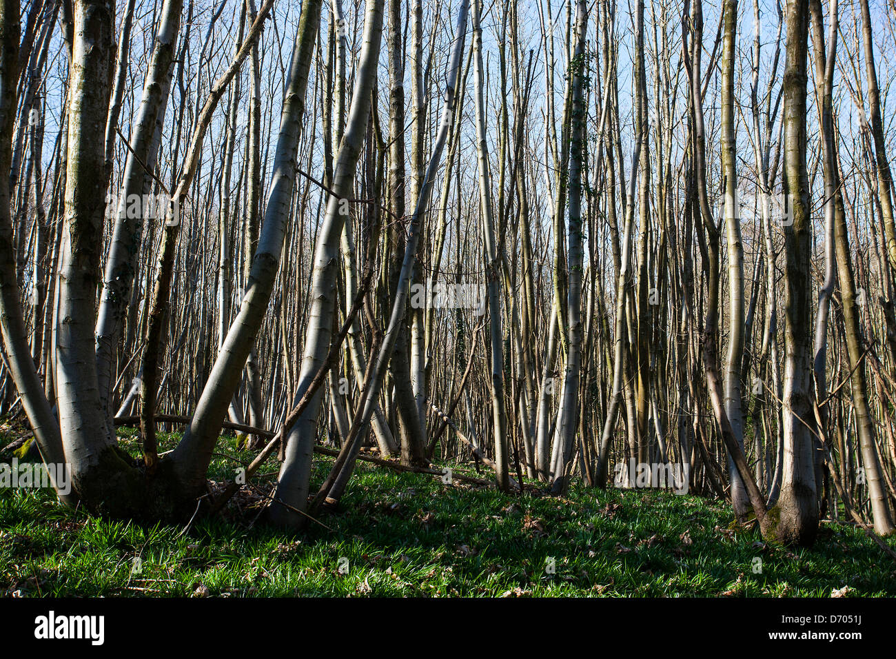 Tall thin dense trees in woodland Stock Photo