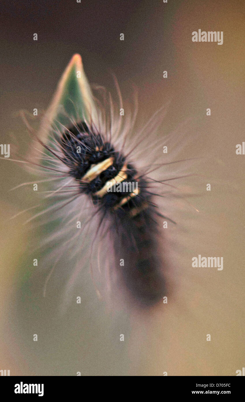 Hairy caterpillar hi-res stock photography and images - Alamy