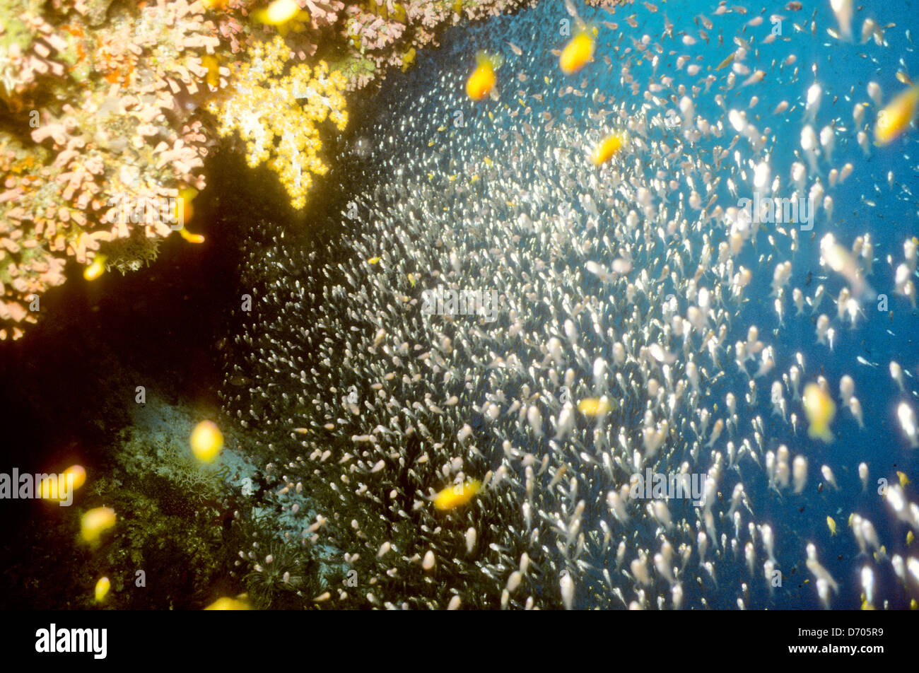 Blue Coral Seas,Underwater Photography,Maldives Oct 1989 Underwater