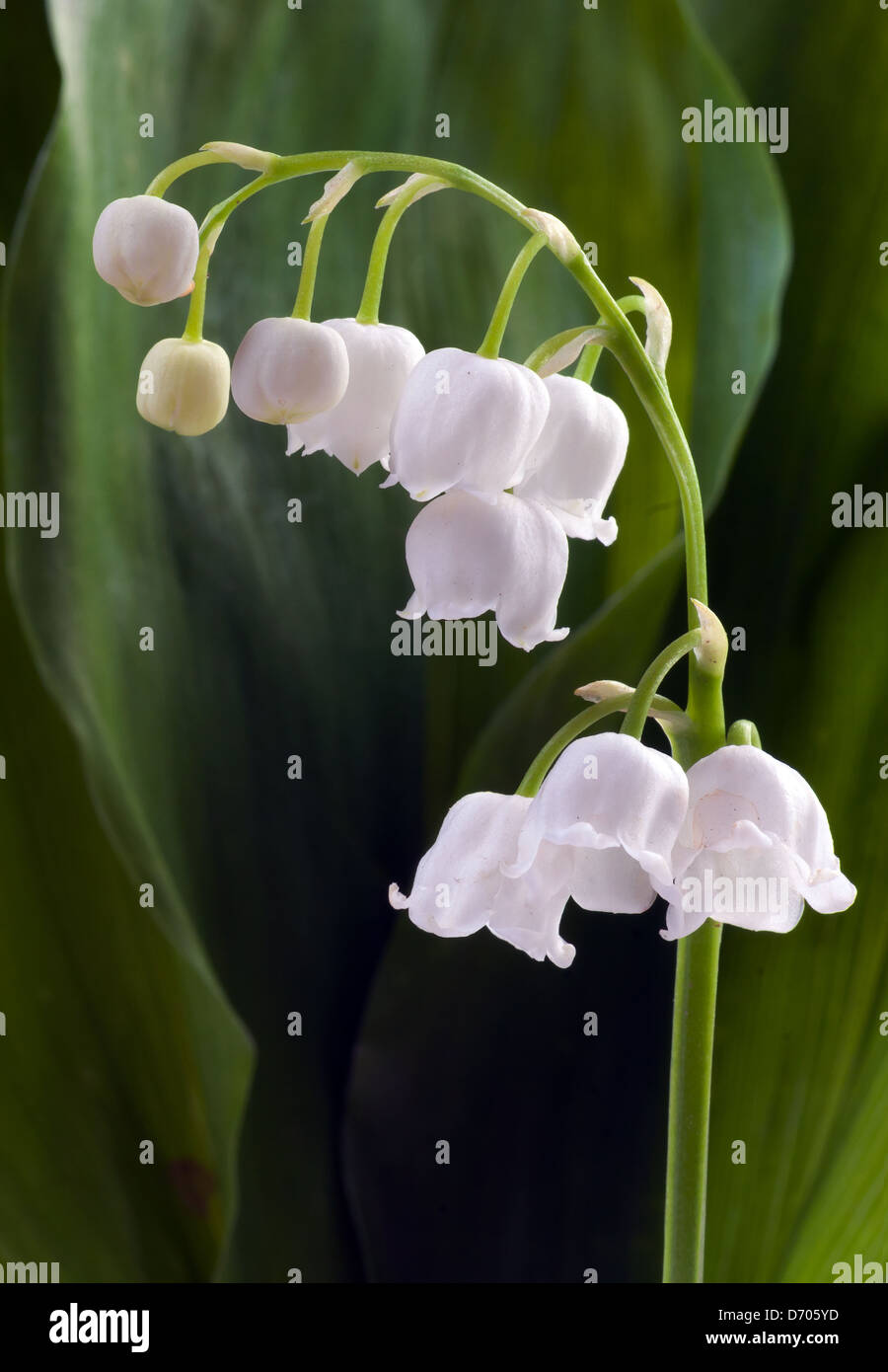 Leaves lily of the valley hi-res stock photography and images - Alamy