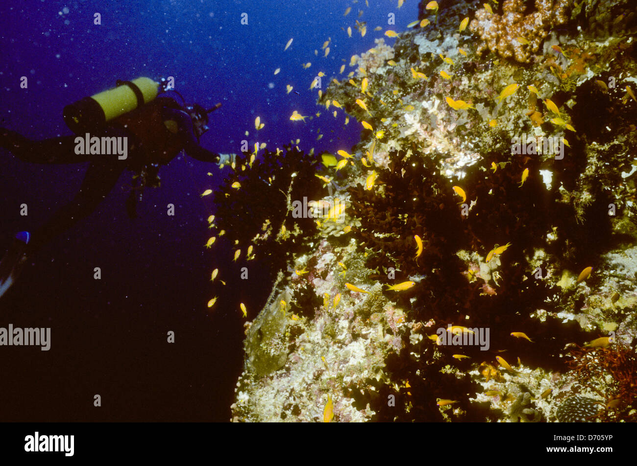 Blue Coral Seas,Underwater Photography,Maldives Oct 1989 Underwater