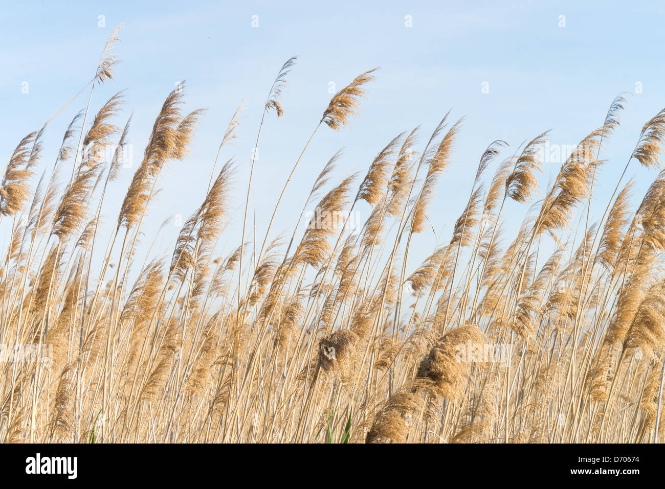 Bent reeds hi-res stock photography and images - Alamy