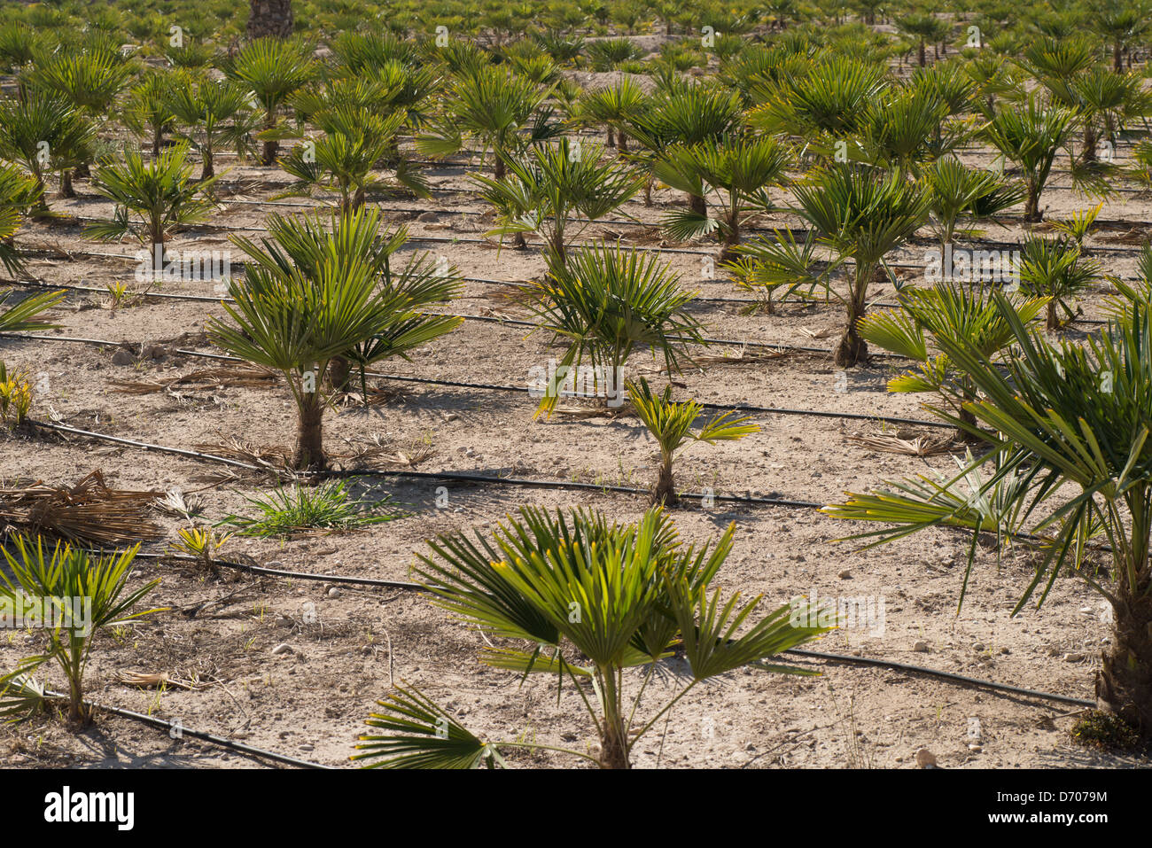 Baby palm tree online