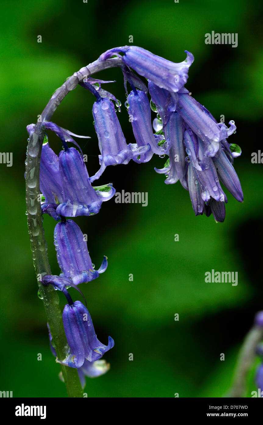 A single bluebell sprinkled with raindrops Stock Photo
