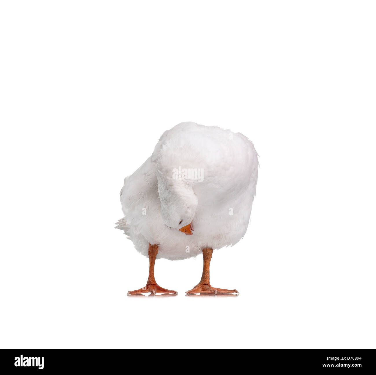 Gosling goose bird hi-res stock photography and images - Alamy