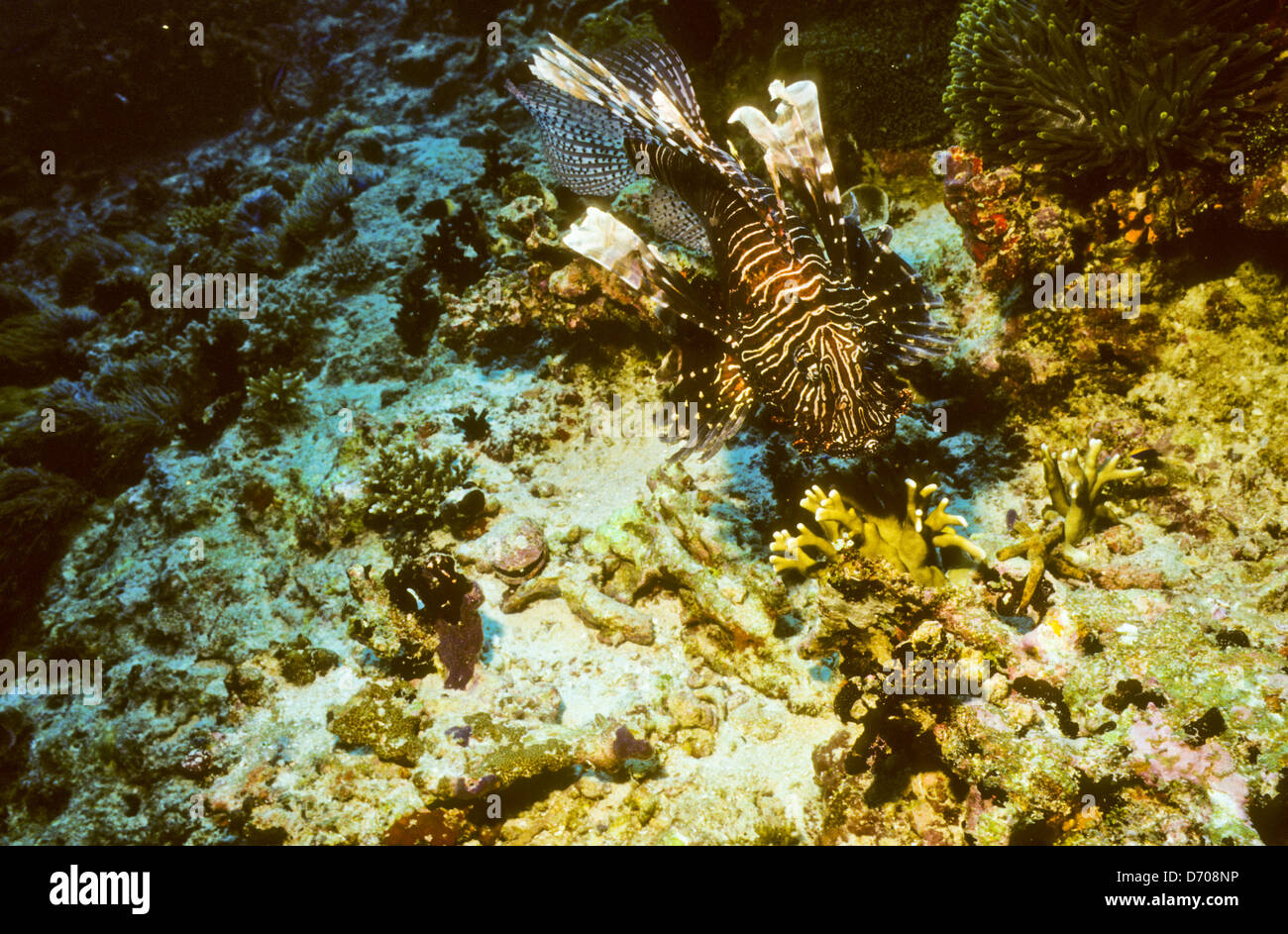 Blue Coral Seas,Underwater Photography,Maldives Oct 1989 Underwater Slide Conversions,Maldivian