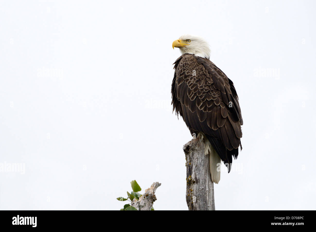 Bald Eagle (Haliaeetus leucocephalus) perched on top from a dead tree, Kodiak Island, Alaska, USA. Stock Photo
