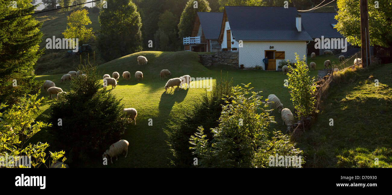 Sheep grazing at homestead farm in the Pyrenees, Parc National des Pyrenees Occident, France Stock Photo