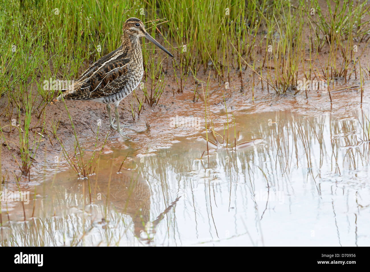 Common snipe at the wateredge in a swamp Stock Photo