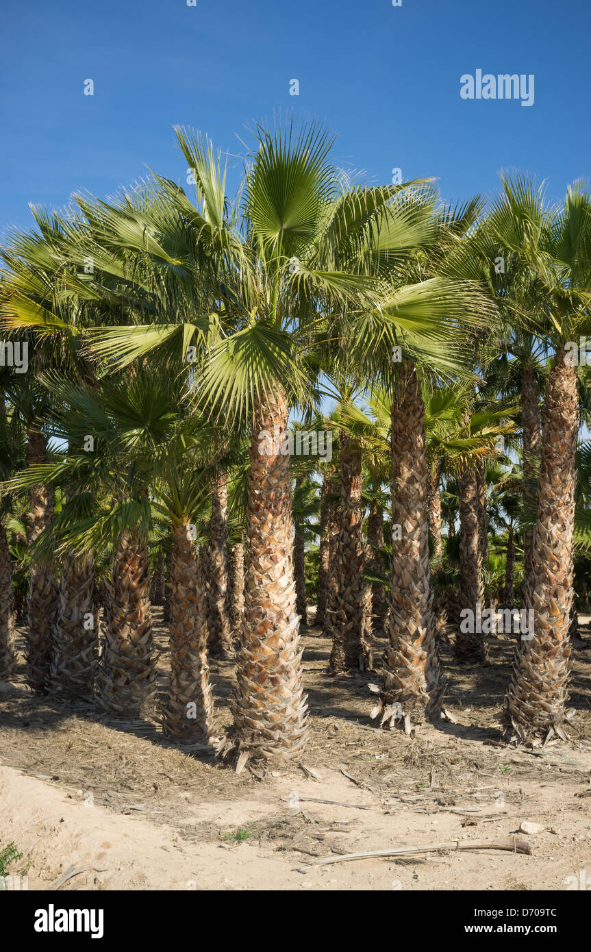 Palm tree farm with many young trees Stock Photo Alamy
