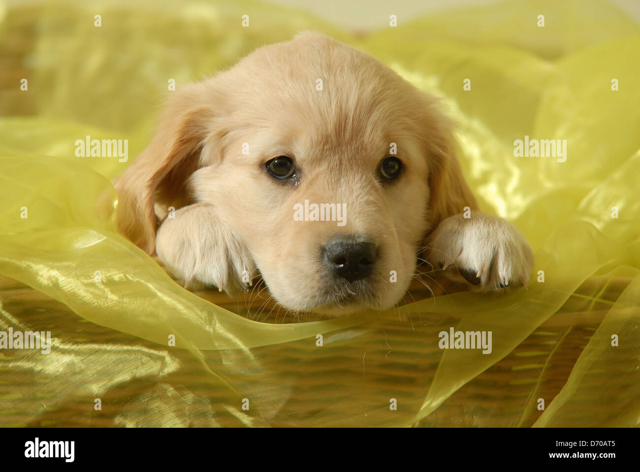 puppy in basket Stock Photo - Alamy